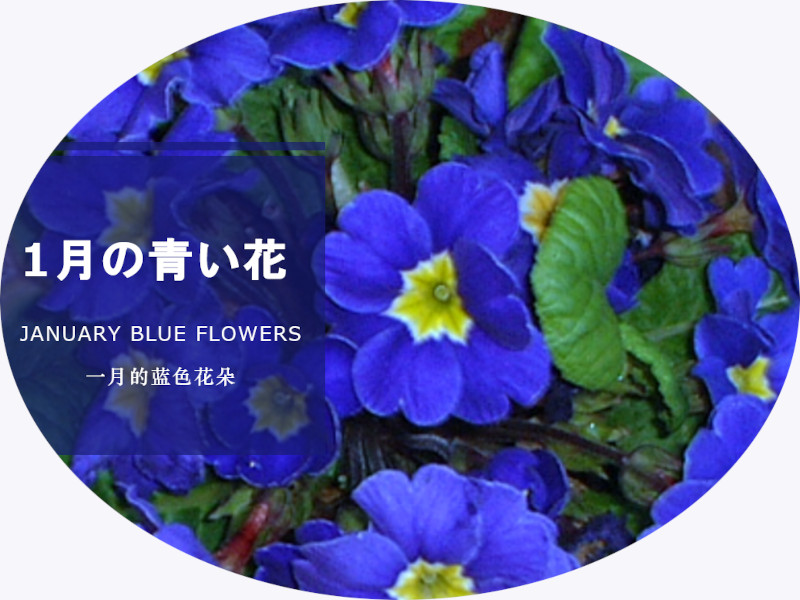 1月の青い花 写 真一覧